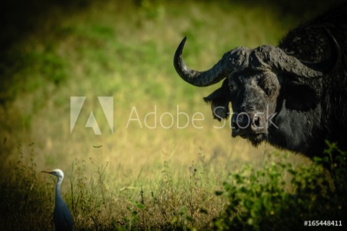 Picture of Buffalo is watching you